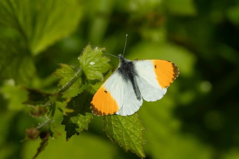 Orange tip butterfly (Anthocharis cardamines) adult male insect resting on a garden plant in