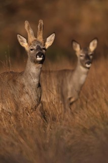 A pair of roe deer standing amidst tall grasses in a sunlit field, showcasing their natural grace