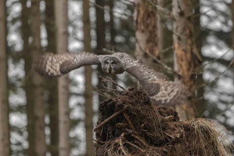 One great grey owl (Strix nebulosa) flying through a spruce forest