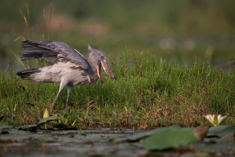 Shoebill (Balaeniceps rex) foraging, Lake Albert, Uganda