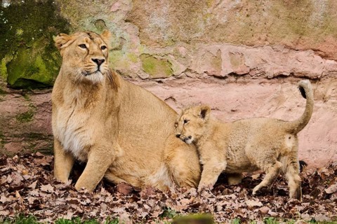Asiatic lion (Panthera leo persica) female (mother) with her cub, captive