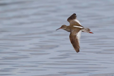 Common Redshank (Tringa totanus) flying, Hovsgol, Mongolia