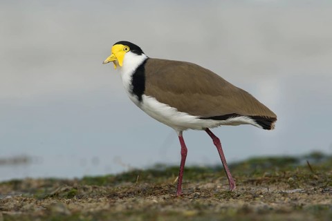 Masked Lapwing (Vanellus miles), Victoria, Australia