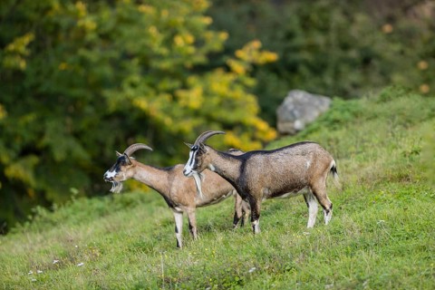 Two female Tauernschecke goats, Capra aegagrus hircus, stand on a green meadow on hilly ground