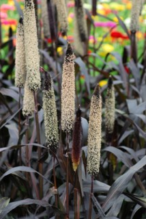 Pennisetum glaucum 'Lila Majestätisch'
