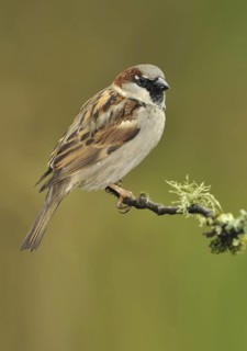 House Sparrow (Passer domesticus) male, British Columbia, Canada
