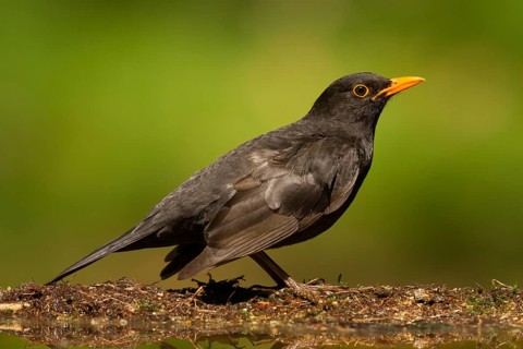 Common Blackbird (Turdus merula) male, Utrecht, Netherlands