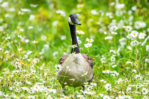Canada goose (Branta canadensis) on a flower meadow, Bavaria, Germany