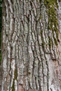 Bark of a black poplar (Populus nigra), Bayer, Germany