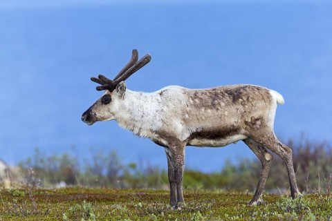 Reindeer, Ren, (Rangifer tarandus), Animals, Mammals, Deer family, Varanger, Finnmark, Norway