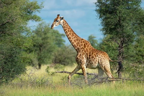 Giraffe (Giraffa) in the savannah, Kruger National Park, South Africa