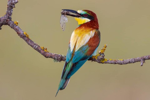 European Bee-eater (Merops apiaster) perched on a branch with an insect in its beak, Lesvos, Greece