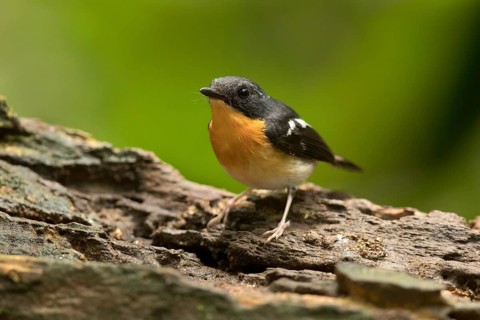 Rufous-chested Flycatcher (Ficedula dumetoria) male, Selangor, Malaysia