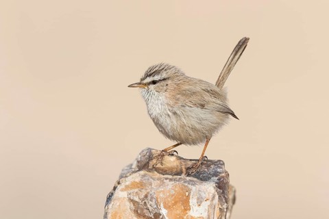 Streaked Scrub Warbler (Scotocerca inquieta), Eilat, Israel