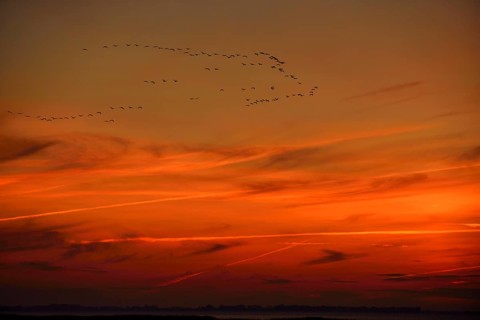 Common Crane (Grus grus) group in flight at sunset, Mecklenburg-Western Pomerania, Germany