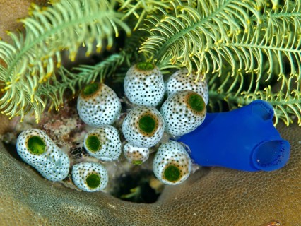 Tropical underwater scene with robust reef sea squirt (Atriolum robustum), dive site Spice Reef,