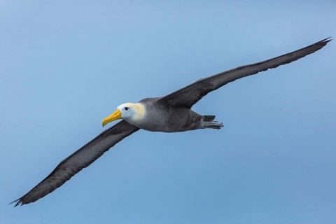 Waved Albatross (Phoebastria irrorata) flying, Galapagos, Ecuador