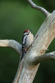 Great Spotted Woodpecker (Dendrocopos major) juvenile, Wales, United Kingdom