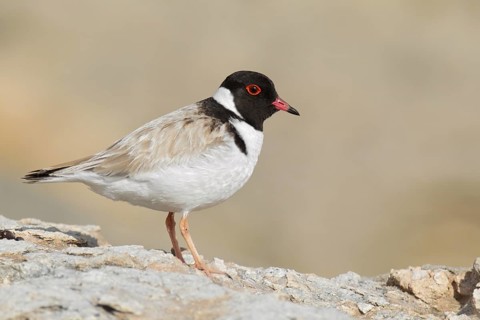 Hooded Dotterel (Thinornis cucullatus), Victoria, Australia