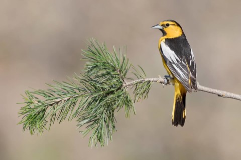 Bullock's Oriole (Icterus bullockii) male perched on a branch, Arizona, USA