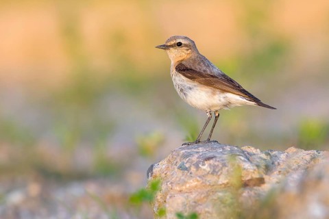 Northern Wheatear (Oenanthe oenanthe) female, Poland