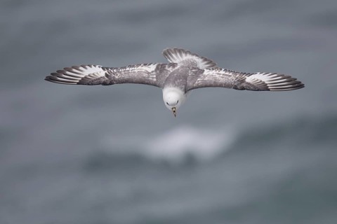 Northern Fulmar (Fulmarus glacialis) flying, Alaska, USA