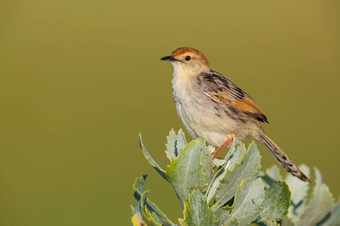 Vley's Cisticola, (Cisticola tinniens), biotope, habitat, perch, False Bay Nature Reserve Stran,
