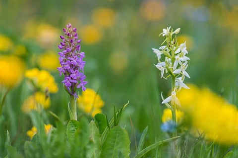 Fragrant Orchid (Gymnadenia conopsea) and Lesser Butterfly Orchid (Platanthera bifolia), flowering,