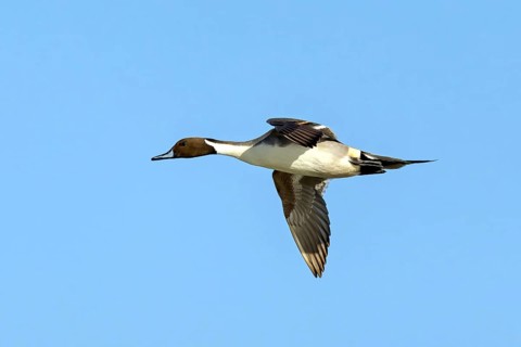 Pintail, (Anas acuta), aerial view, side view, blue sky, animals, birds, duck birds, Raysut,