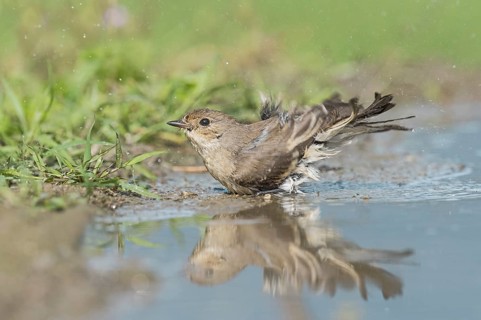 European Pied Flycatcher (Ficedula hypoleuca) female at waterhole, Aosta Valley, Italy