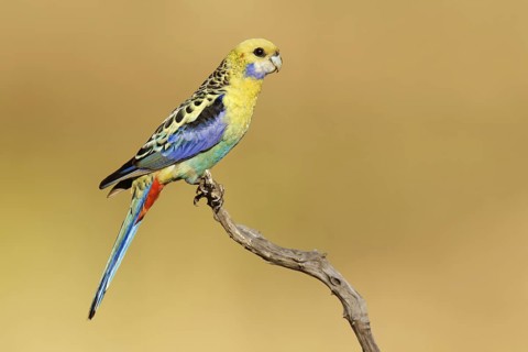 Pale-headed Rosella (Platycercus adscitus), Queensland, Australia