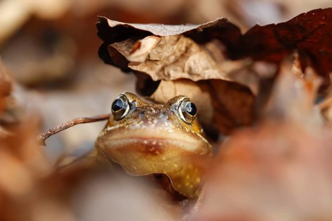 Common frog (Rana temporaria) adult amphibian on a pile of fallen autumn leaves in a garden,