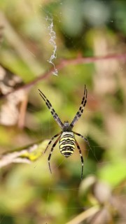 Wasp spider, zebra spider (Argiope bruennichi) on its web in a bramble bush in a vineyard, Cochem,