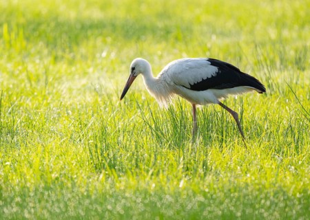 White stork (Ciconia ciconia) foraging in a meadow in the early morning, dew beads on the grass,