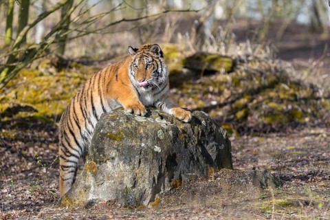 One young female Siberian Tiger, Panthera tigris altaica, posing on top of a small rock in a birch