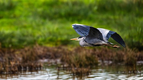 Grey Heron, Ardea cinerea, bird in winter on marshes in winter soft morning light