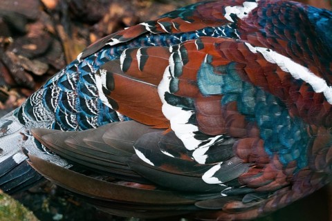 Hume's pheasant (Syrmaticus humiae), also known as bar-tailed pheasant, a detailed study of a adult