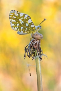 Der Östlich-Gesprenkelte Weißling (Euchloe ausonia), Sizilien Italien