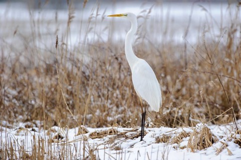 Great Egret (Ardea alba) foraging, Lower Saxony, Germany