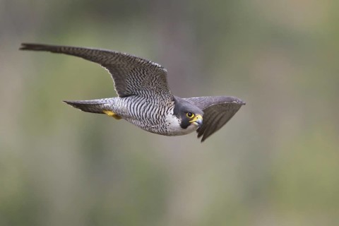 Peregrine Falcon (Falco peregrinus) flying, British Columbia, Canada