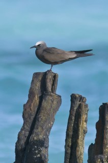Black Noddy (Anous minutus), Hawaii, USA