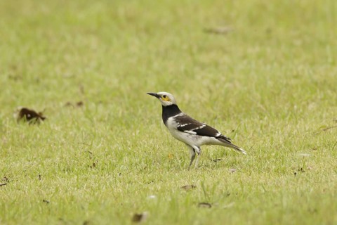 Black-collared Starling (Gracupica nigricollis), Kaeng Krachan, Thailand