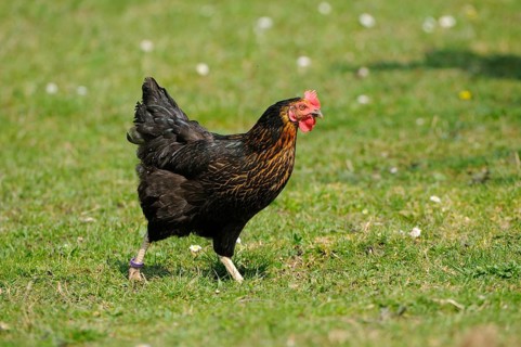 A chicken running across a green meadow on a sunny day, domestic fowl (Gallus gallus domesticus),