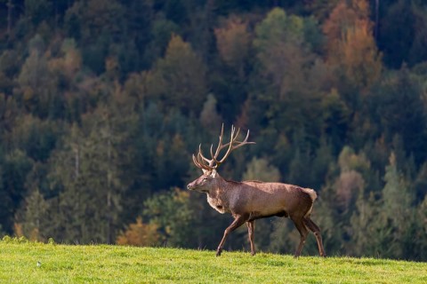 One male Altai maral, Altai wapiti or Altai elk (Cervus canadensis sibiricus) walks on a meadow. A