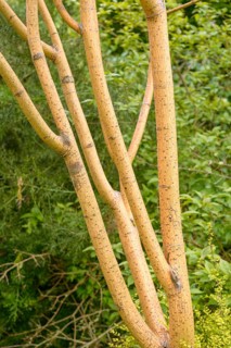 Snakeskin maple (Acer × conspicuum 'Phoenix'), Hillier Arboretum, Great Britain