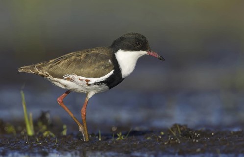 Red-kneed Dotterel (Erythrogonys cinctus), Victoria, Australia