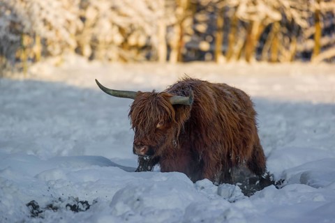 A highland cow (Bos primigenius taurus) stands on a snow-covered pasture