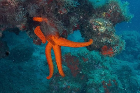 Orange-coloured starfish (Hacelia attenuata)