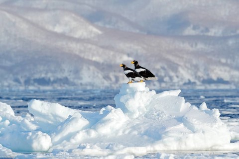 Steller's sea eagle, Haliaeetus pelagicus, bird with catch fish, with white snow, Sakhalin, Russia.