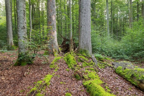 Mixed mountain forest with copper beech (Fagus sylvatica) and spruce (Picea abies), lying deadwood